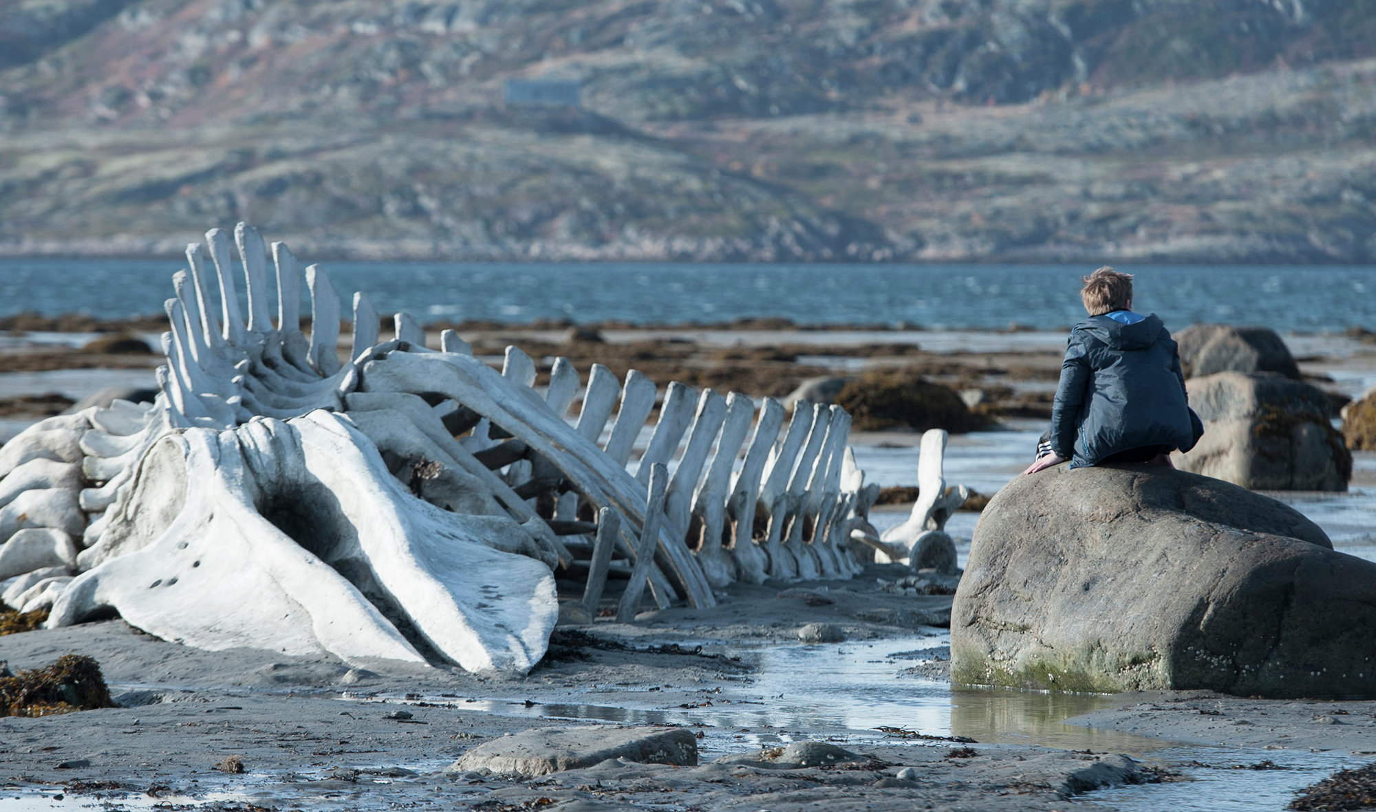 Russia's Golden Globe winner 'Leviathan' directed by Andrei Zvyagintsev was nominated Thursday for the best foreign language film Oscar.